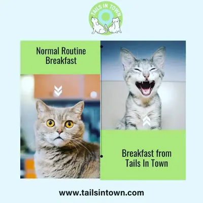The difference a great breakfast makes. Our selection of nutritious cat food is designed to turn any morning into a happy one. Give your feline friend a meal they will truly love.