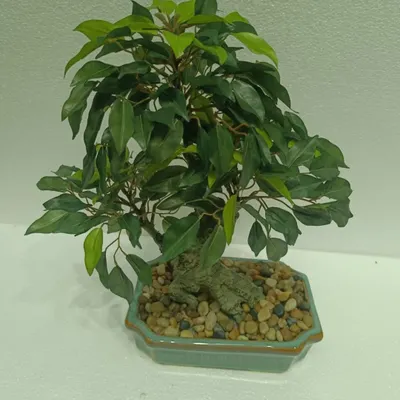 A classic artificial Ficus bonsai tree in a traditional ceramic planter with a pebble base, perfect for an executive desk.