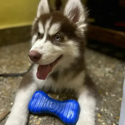 This energetic Siberian Husky puppy, Ghost, had a wonderful time playing with the toys I have for my guests. I ensure every dog, no matter the breed, has plenty of stimulation and fun activities.
