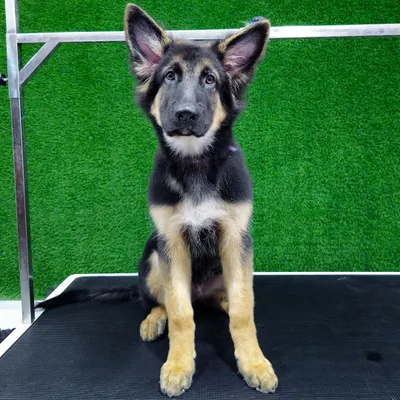 This German Shepherd puppy is all ears and paying close attention during its first grooming experience. I take extra care to make the process gentle and positive for young dogs.