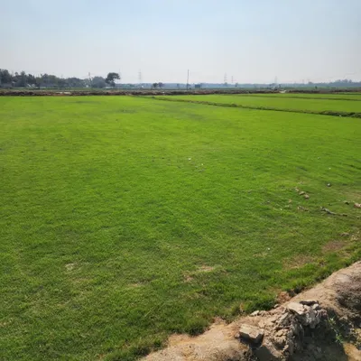 A wide view of our expansive grass farms, where we cultivate acres of healthy, natural turf. This is the starting point for the premium lawns we deliver to projects nationwide.