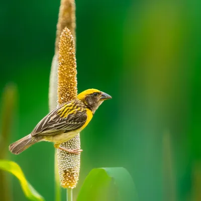A male Baya Weaver in its bright yellow breeding plumage, clinging to a stalk of pearl millet. The composition is simple and clean, focusing on the bird's form and colour.