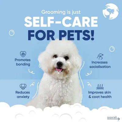 Grooming is a form of self-care for pets that goes beyond looks. It improves their skin and coat, reduces anxiety, and strengthens the bond they share with you.