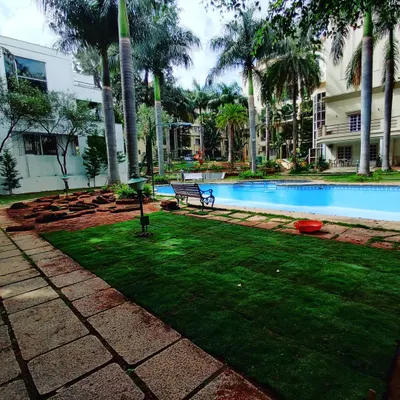 A wide view of the finished poolside garden. The vibrant Mexican lawn contrasts beautifully with the blue water and stone pavers.