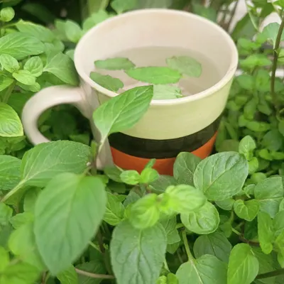 When you grow your own peppermint, you never run out of tea bags. A few fresh leaves in hot water make for a refreshing and aromatic drink.