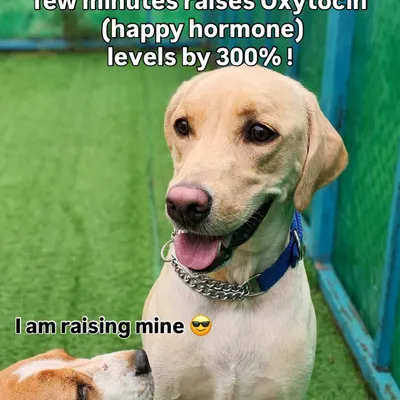 It's a scientific fact! Looking into your dog's eyes raises your happy hormones. We get a happiness boost all day long here.