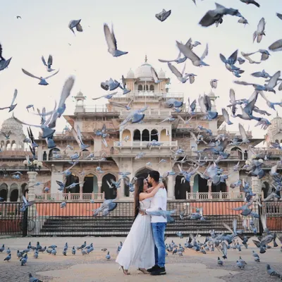A grand pre-wedding photograph capturing a couple's embrace amidst a flock of pigeons before the Albert Hall Museum in Jaipur. This shot exemplifies our ability to create grand, spontaneous moments for destination wedding albums.