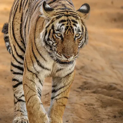 A direct and powerful portrait of Riddhi, a tigress from Ranthambore, as she walks towards me. Capturing the intense gaze of these magnificent big cats is a moment of pure adrenaline and respect.