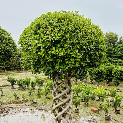 A close look at one of my prized Ficus bonsai trees. The intricate, woven trunk is a result of careful, patient work, creating a mature and artistic look for any serious plant collector or garden enthusiast.