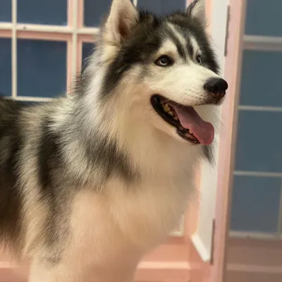 Gunner the handsome Husky is looking magnificent after his deshedding treatment. This process removes loose undercoat, reducing shedding and keeping his skin healthy.