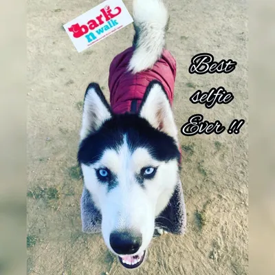 Meet Tara, one of my lovely regulars. This close-up shot captures the happy sparkle in her eye after a good play session. My goal is to send every dog home tired, happy, and looking forward to their next visit.