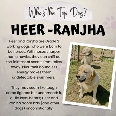 Meet Heer and Ranjha, our Grade 2 working dogs. With noses that can sniff out the faintest scents and boundless energy for swimming, they are true heroes. Despite their skills, they are gentle souls who adore kids and other dogs.