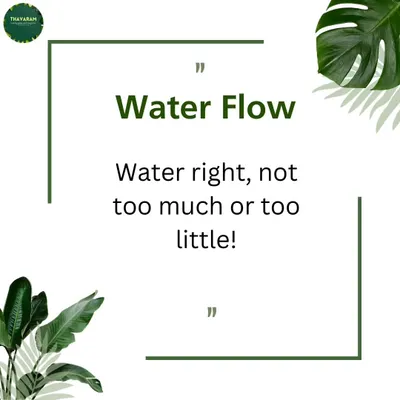 Proper watering is crucial for a healthy garden. My advice is to water right, not too much or too little, and to do it before sunrise or after sunset to minimize evaporation.