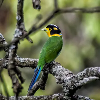 The Long-tailed Broadbill, a stunningly beautiful and elusive resident of the lower Himalayan forests. Photographing this bird during my Dehradun expedition was a dream come true.