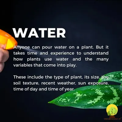 This is part of our beginner's guide to plant care. Understanding how to water correctly is crucial. It depends on the plant type, its size, soil, sun exposure, and even the time of year.