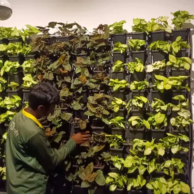 A close-up of our gardener working on a vertical garden. He is carefully checking and adjusting the Syngonium and other foliage plants to ensure the green wall looks lush and vibrant.