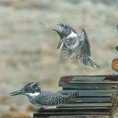 A dramatic mating sequence of Crested Kingfishers at Corbett National Park. The male hovers above the female before attempting to mate.