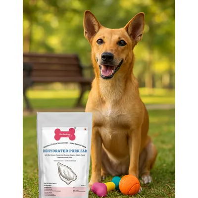 A happy dog with our Dehydrated Pork Ear. This single-ingredient chew is perfect for dogs of all breeds, providing a safe and satisfying way to promote dental health. It's vet-approved and safe for puppies over three months old.