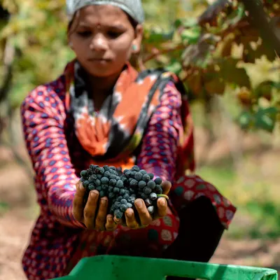 A member of our harvest team proudly presents a handful of freshly picked Shiraz grapes. The dedication of our team, who nurture the vines and harvest at the perfect moment, is at the heart of our flagship wines.