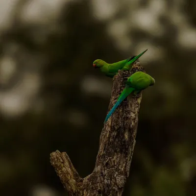 Two Rose-Ringed Parakeets share a quiet moment on a dead tree stump. The dark, moody background makes their brilliant green plumage stand out.