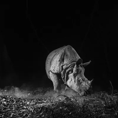 A Greater one-horned Rhino charges forward, dust kicking up from the ground. The high-contrast monochrome treatment emphasizes its raw power and armor-like skin.