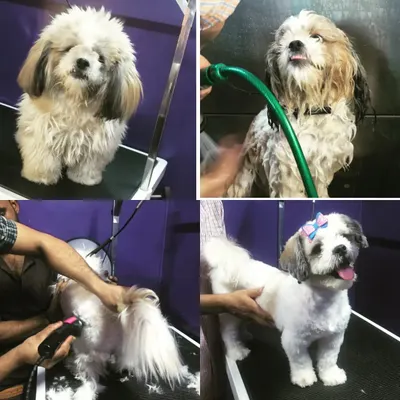From shaggy to chic. This collage showcases our grooming process for a Shih Tzu, including a thorough wash, a professional clip using our grooming tools, and the final, happy result. Regular grooming is essential for a pet's well-being.