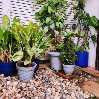 A beautiful corner of a garden makeover, where we used a bed of river pebbles to create a clean, textured base for a collection of potted plants. The pebbles also help with drainage and weed suppression.