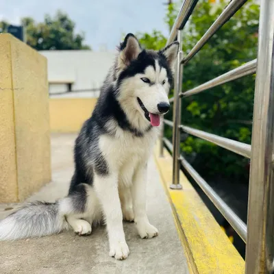 A majestic Siberian Husky enjoying the view from our terrace. We provide a stimulating environment where dogs can play or simply relax and watch the world go by.