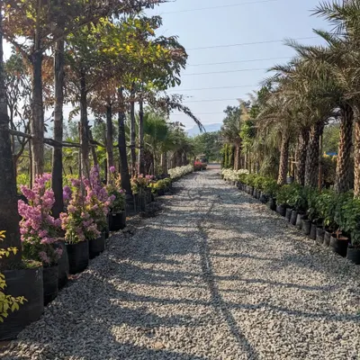 A view from one of my sourcing trips to a nursery in Pune. I love walking down these paths, surrounded by rows of mature trees and plants, to find the perfect specimens for our projects.