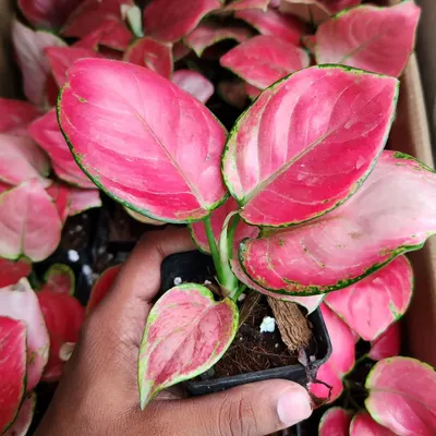 The Pink Aglaonema is a real showstopper. Its vibrant color can brighten up any room, and it's surprisingly easy to care for.
