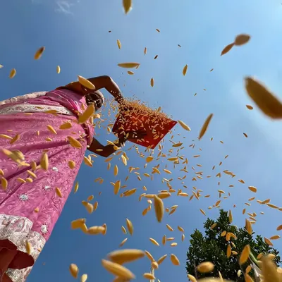A low-angle shot captures a woman in a pink saree winnowing grain against a bright blue sky. This dynamic phone photo freezes the falling grains in mid-air, creating a beautiful, energetic scene.