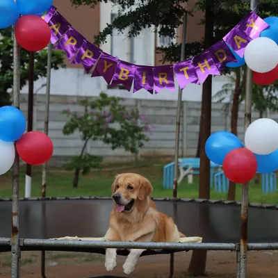The birthday boy deserves the best seat in the house. We love hosting dog birthday parties and making your pup's special day truly memorable.