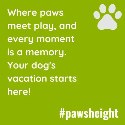 My commitment is simple: to provide a dog boarding service where your pet feels happy, safe, and loved. This is more than a stay, it's your dog's own special vacation.