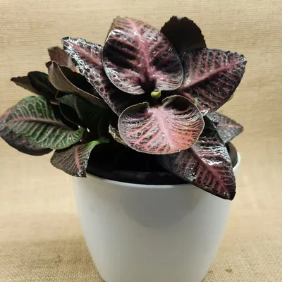 This is a Fittonia, or Nerve Plant, known for its striking leaf patterns. Potted in a simple white ceramic pot, it's a small but captivating plant for a desk or shelf.