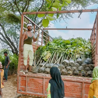 My team loading up young trees and saplings onto our truck. We handle the entire logistics process, from nursery to final planting site.