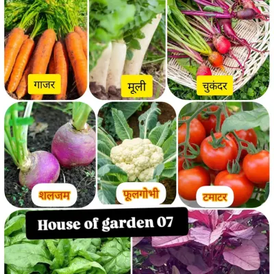 August is a great month to plant vegetables like carrots, radish, beetroot, cauliflower, and spinach in Mumbai. I provide tips on how to prepare your soil and choose the right seeds for a successful monsoon vegetable garden.