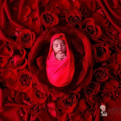 A striking newborn portrait featuring a baby swaddled in vibrant red, surrounded by a bed of rich red rose petals. This bold and beautiful setup creates a dramatic and unforgettable image.
