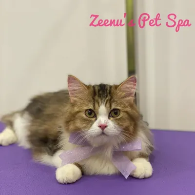 Sushii is looking absolutely adorable with her sparkly purple bow. This little accessory is the perfect final touch after her full grooming, making her look and feel like the princess she is. It highlights her clean, fluffy coat beautifully.