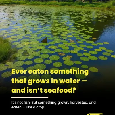 Have you ever eaten something that grows in water but is not seafood? This is where our makhana comes from. It is a crop grown, harvested, and eaten with love for generations in Bihar.