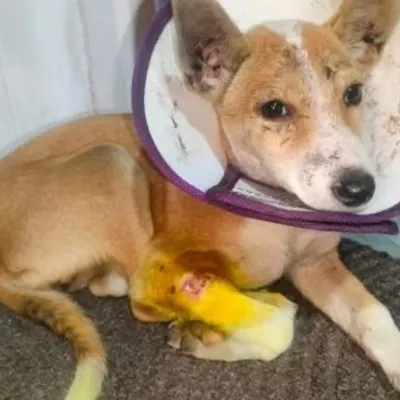 This 3.5-month-old female Indie puppy is recovering from an injury, wearing a cone and with a bandaged leg. She is a little fighter looking for a safe home.