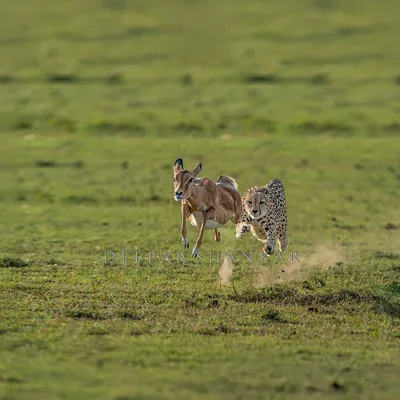 This is the full scene of the "Flying Hunt," a moment that holds a special place in my heart. It’s a story of speed, survival, and the raw beauty of the wild.