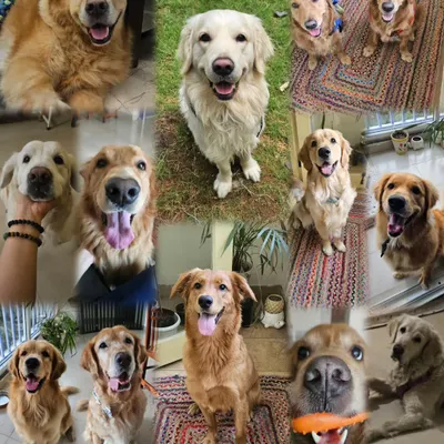 One of the greatest privileges of my career is getting to know so many wonderful Golden Retrievers. This collage is a celebration of just some of the sweet faces I've had the pleasure of working with.