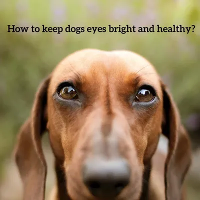 Keeping your dog's eyes clear is a key part of our health-focused grooming. This includes carefully trimming hair around the eyes to prevent irritation and ensure they can see clearly. We focus on practical, hygienic trims that prioritize your dog's well-being.