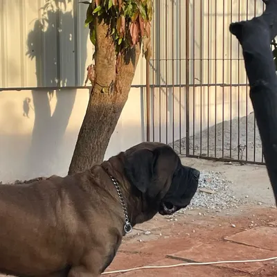 This gentle giant, a beautiful Mastiff, is one of our first guests who helped supervise our renovation. We are equipped to comfortably house and care for large breed dogs, ensuring they have plenty of space.