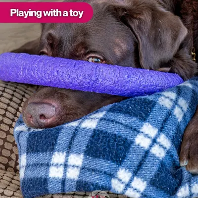 A dog relaxing with its favorite purple toy. Including personal items like this makes the photos even more special.