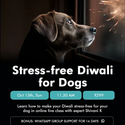Diwali can be a very stressful time for dogs. My "Stress-free Diwali" class gives you actionable tips and includes 14 days of WhatsApp support to help your dog stay calm amidst the noise and festivities.