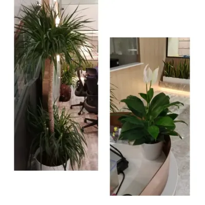 In this office, I used a tall, slender Dracaena plant to add vertical interest without taking up much floor space, while a flowering Peace Lily on the desk adds a touch of elegance. This combination is great for improving air quality in workspaces.