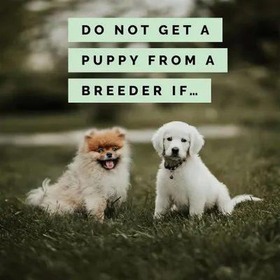 Thinking of getting a puppy from a breeder? Here are some major red flags you need to watch out for to avoid supporting irresponsible practices.