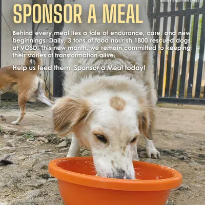 Moxy enjoys her meal, a daily gift made possible by our donors. Sponsoring a meal is a simple, powerful way to ensure that our 1800+ dogs never go hungry.