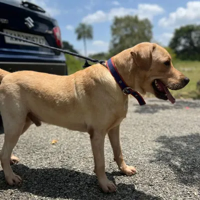 This is Gopi. He was abandoned by his family and found trying to board a bus, likely looking for them. We rescued him, treated him at our Trauma Centre, and had him neutered. He is now in a foster home, a happy and healthy boy waiting for a forever family that won't let him down.